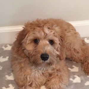 Meet your Posher, Rick